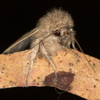 Bathytricha truncata (Sugarcane Stem Borer, Maned Moth) at Melba, ACT - 3 Jan 2021 by Bron