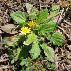 Cymbonotus sp. (preissianus or lawsonianus) (Bears Ears) at Cook, ACT - 14 Sep 2020 by drakes