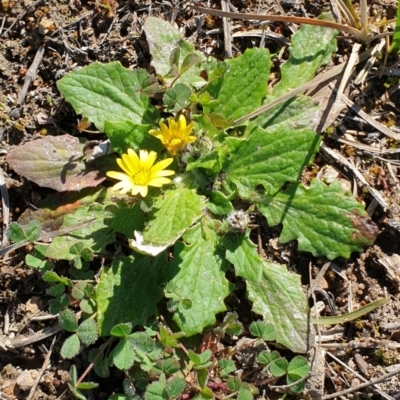 Cymbonotus sp. (preissianus or lawsonianus) (Bears Ears) at Cook, ACT - 13 Sep 2020 by drakes