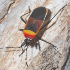 Dindymus versicolor (Harlequin Bug) at Wee Jasper, NSW - 31 Jan 2021 by Harrisi