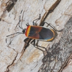 Dindymus versicolor at Wee Jasper, NSW - 31 Jan 2021