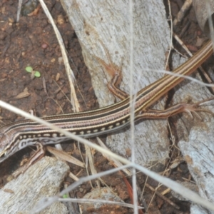 Ctenotus robustus at Wee Jasper, NSW - 31 Jan 2021 12:52 PM