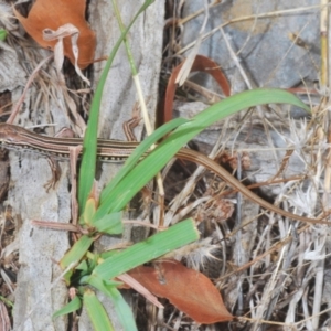 Ctenotus robustus at Wee Jasper, NSW - 31 Jan 2021 12:52 PM