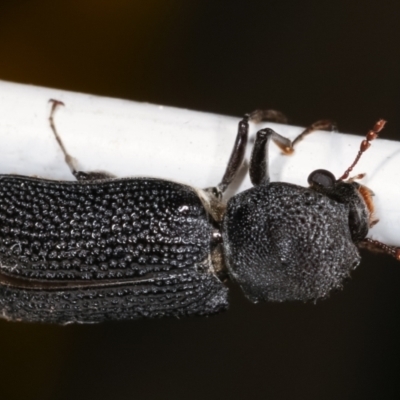 Bostrychopsis jesuita (Auger beetle) at Melba, ACT - 23 Jan 2021 by kasiaaus