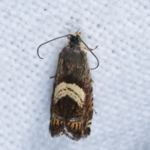 Grapholita zapyrana at Melba, ACT - 23 Jan 2021 01:06 AM