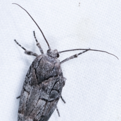 Illidgea epigramma (A Gelechioid moth) at Melba, ACT - 22 Jan 2021 by kasiaaus