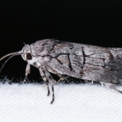 Illidgea epigramma at Melba, ACT - 23 Jan 2021 01:10 AM