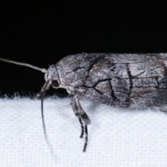 Illidgea epigramma at Melba, ACT - 23 Jan 2021 01:10 AM