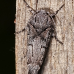 Illidgea epigramma at Melba, ACT - 23 Jan 2021