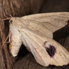 Arhodia lasiocamparia (Pink Arhodia (Oenochrominae)) at Melba, ACT - 23 Jan 2021 by kasiaaus