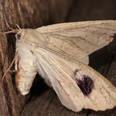 Arhodia lasiocamparia (Pink Arhodia (Oenochrominae)) at Melba, ACT - 23 Jan 2021 by kasiaaus