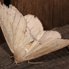 Arhodia lasiocamparia at Melba, ACT - 23 Jan 2021 01:12 AM