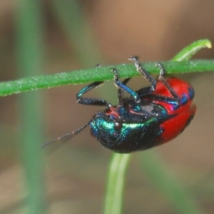 Choerocoris paganus at Molonglo River Reserve - 30 Jan 2021 04:50 PM