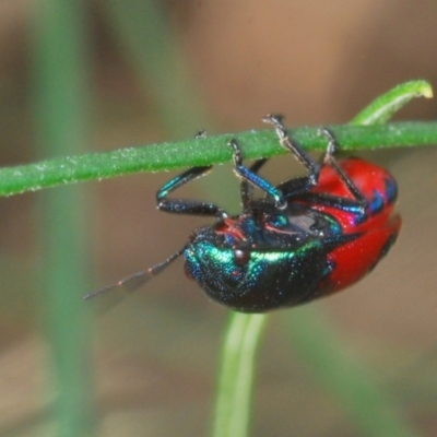 Choerocoris paganus (Ground shield bug) at Molonglo River Reserve - 30 Jan 2021 by Harrisi