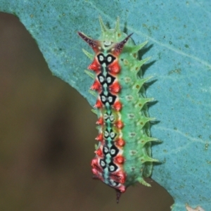 Doratifera quadriguttata and casta at Wee Jasper, NSW - 31 Jan 2021