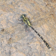 Hemigomphus gouldii (Southern Vicetail) at Wee Jasper, NSW - 31 Jan 2021 by Harrisi