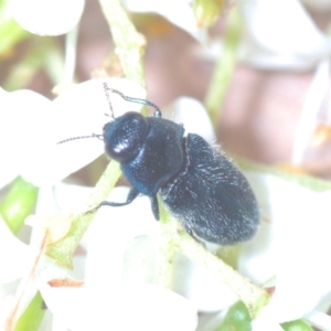 Neocuris pubescens at Wee Jasper, NSW - 31 Jan 2021