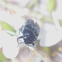 Neocuris pubescens at Wee Jasper, NSW - 31 Jan 2021