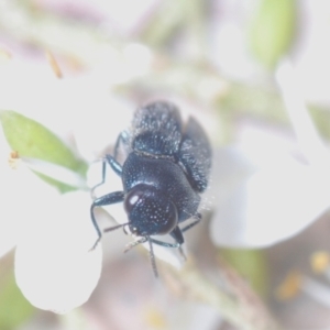 Neocuris pubescens at Wee Jasper, NSW - 31 Jan 2021