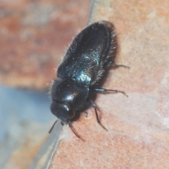 Neocuris pubescens at Wee Jasper, NSW - 31 Jan 2021