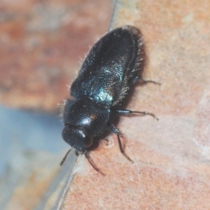 Neocuris pubescens at Wee Jasper, NSW - 31 Jan 2021