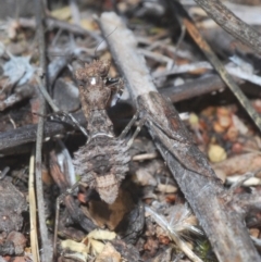 Paraoxypilus tasmaniensis (Black bark mantis or Boxing mantis) at Lower Molonglo - 30 Jan 2021 by Harrisi