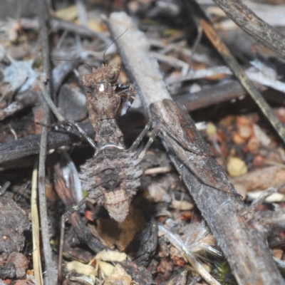 Paraoxypilus tasmaniensis (Black bark mantis or Boxing mantis) at Molonglo River Reserve - 30 Jan 2021 by Harrisi