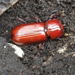 Aulacocyclus edentulus (Passalid beetle) at O'Connor, ACT - 1 Feb 2021 by Cathy