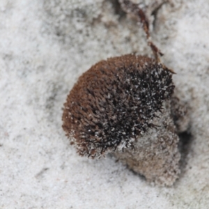 Thelephora species at Bournda Environment Education Centre - 31 Jan 2021