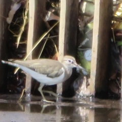 Actitis hypoleucos (Common Sandpiper) at Isabella Pond - 31 Jan 2021 by Christine