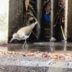 Actitis hypoleucos at Monash, ACT - 31 Jan 2021