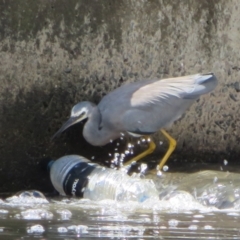 Egretta novaehollandiae (White-faced Heron) at Isabella Pond - 31 Jan 2021 by Christine