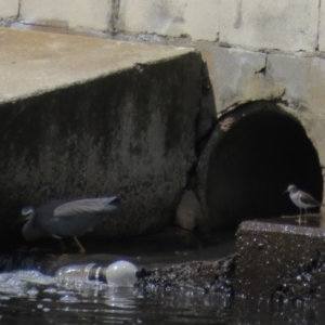 Egretta novaehollandiae at Monash, ACT - 31 Jan 2021