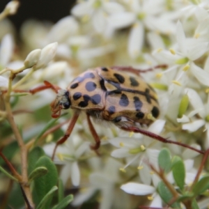 Neorrhina punctatum at Mongarlowe, NSW - suppressed