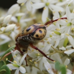 Neorrhina punctatum at Mongarlowe, NSW - suppressed