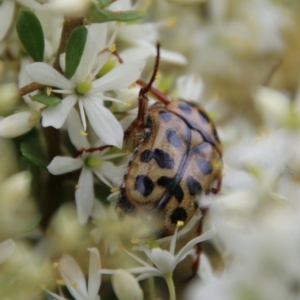 Neorrhina punctatum at Mongarlowe, NSW - suppressed