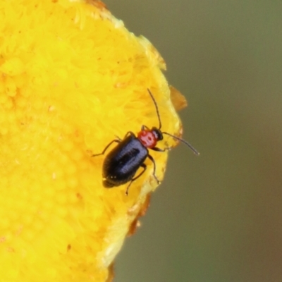 Malachiinae (subfamily) (Soft-winged flower beetle) at Mongarlowe River - 31 Jan 2021 by LisaH
