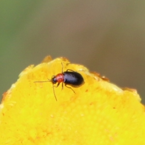 Malachiinae (subfamily) at Mongarlowe, NSW - suppressed