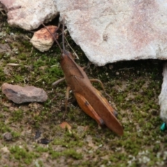 Goniaea carinata (Black kneed gumleaf grasshopper) at QPRC LGA - 31 Jan 2021 by LisaH