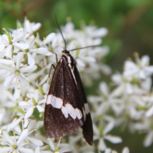 Nyctemera amicus at Mongarlowe, NSW - suppressed