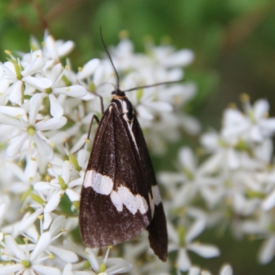 Nyctemera amicus (Senecio Moth, Magpie Moth, Cineraria Moth) at Mongarlowe River - 31 Jan 2021 by LisaH