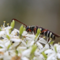 Hesthesis sp. (genus) (Wasp-mimic longicorn beetle) at Mongarlowe River - 31 Jan 2021 by LisaH