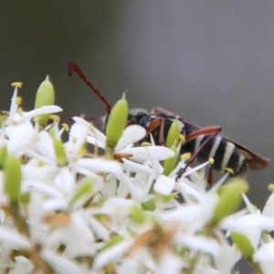 Hesthesis sp. (genus) at Mongarlowe, NSW - suppressed