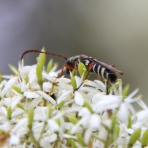 Hesthesis sp. (genus) at Mongarlowe, NSW - suppressed