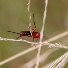 Lissopimpla excelsa (Orchid dupe wasp, Dusky-winged Ichneumonid) at Mongarlowe River - 31 Jan 2021 by LisaH