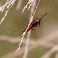 Lissopimpla excelsa at Mongarlowe, NSW - 31 Jan 2021