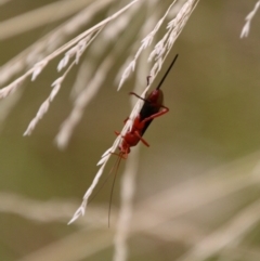 Lissopimpla excelsa at Mongarlowe, NSW - 31 Jan 2021