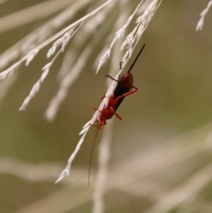 Lissopimpla excelsa at Mongarlowe, NSW - suppressed