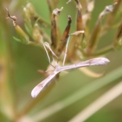 Platyptilia celidotus (Plume Moth) at QPRC LGA - 31 Jan 2021 by LisaH