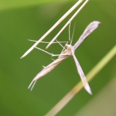 Platyptilia celidotus at Mongarlowe, NSW - 31 Jan 2021